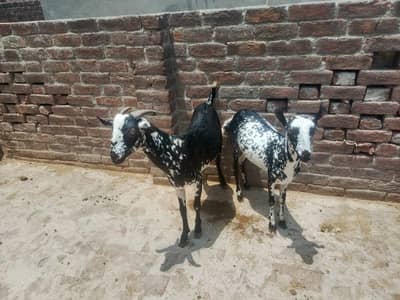 Burbri Pair 7 months age