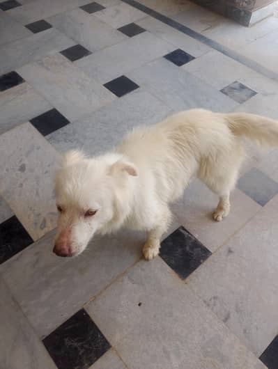 Russian dog