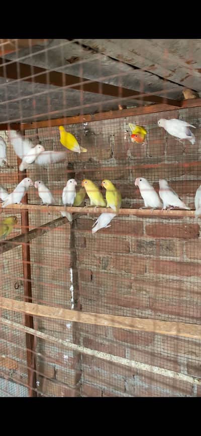Lovebird breeder colony for sale, creamino pastelino albino red eyes