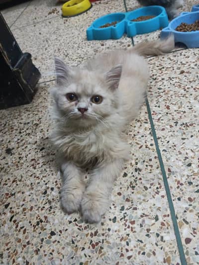 punch face male kiten