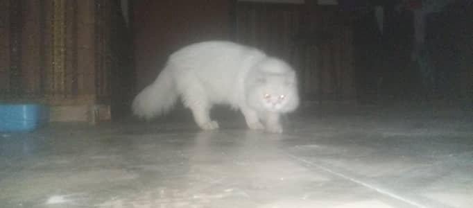 white Persian male , vaccinated