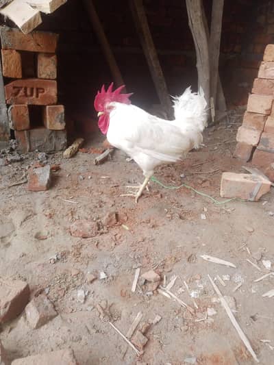 pure white cock
