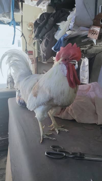 Golden misri
