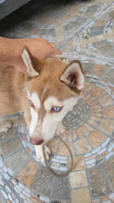 Siberia Husky for sale(vaccinated)