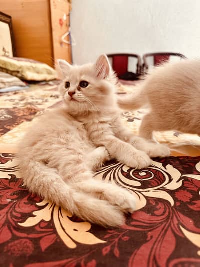 Persian Kittens Pairs