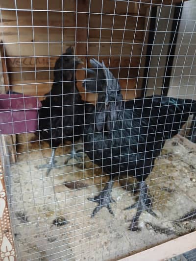 Black Ayam Cemani Trio