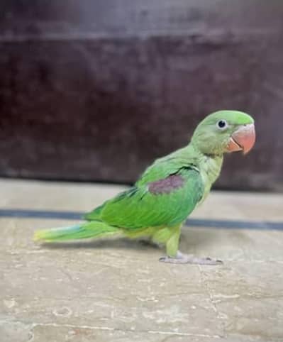 Raw baby parrot Pair
