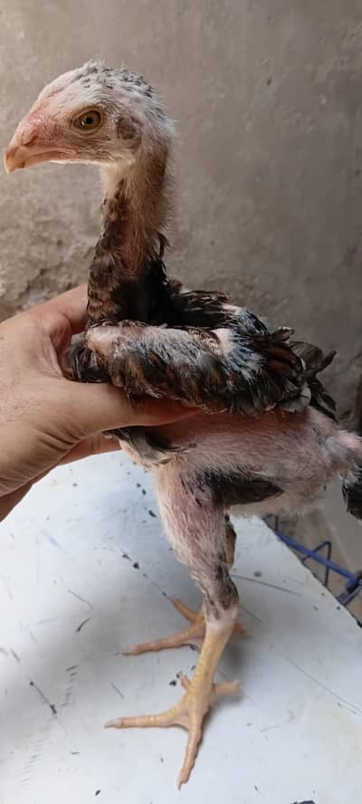 German king size shamo 3 chicks