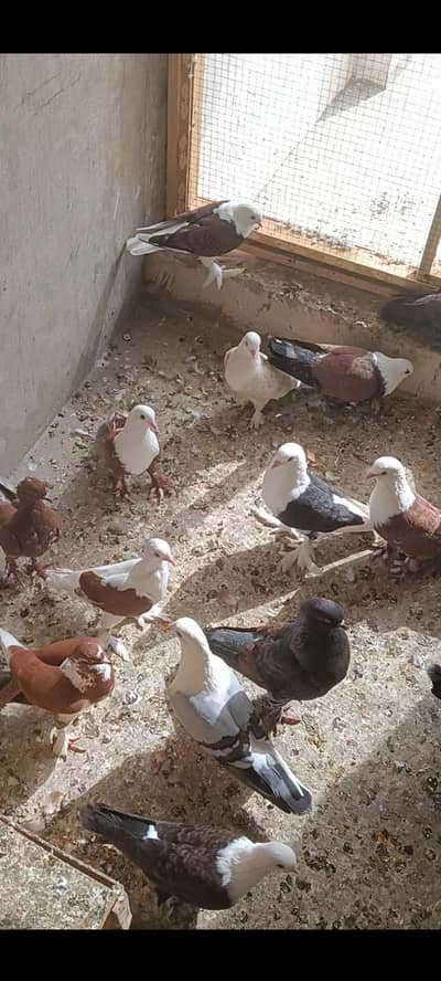 breader pairs and single pices sale