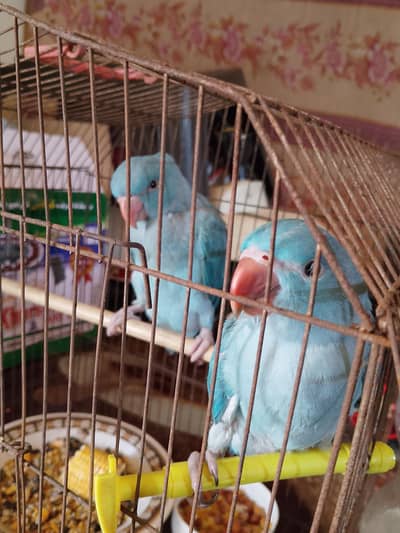 pair blue ring neck parrot chicks