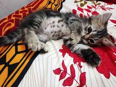 2 Persian Kitten For Sale