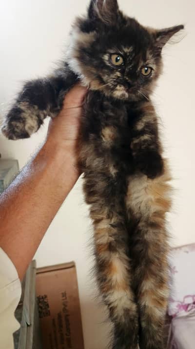2 Persian Kitten For Sale