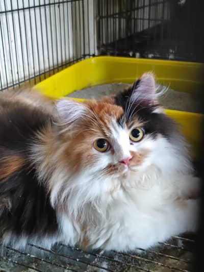 Premium Persian, Himalayan & Calico Kittens Available