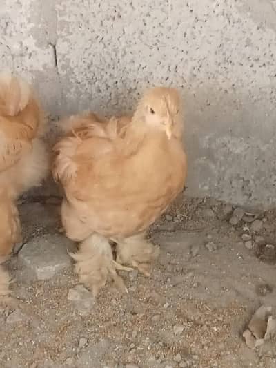 Golden buff pair for sale