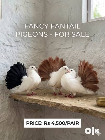 pigeons adult pair