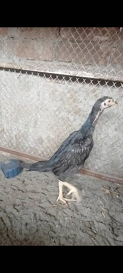 japanese shamo chicks | shamo chicks | aseeel shamo | shamu