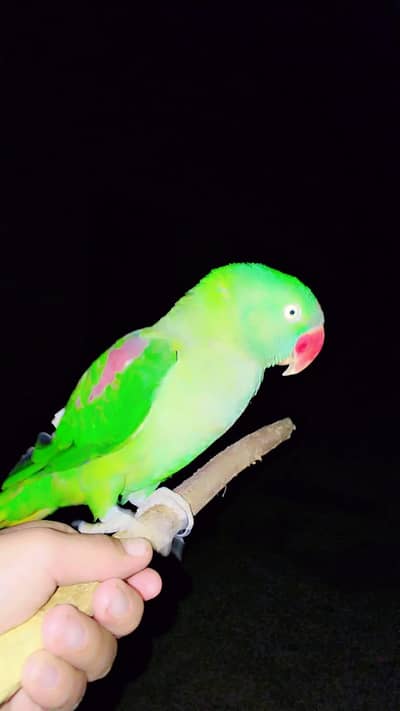 Pure Alexandrine Parakeet/ Full size RAW/ Red Shoulder