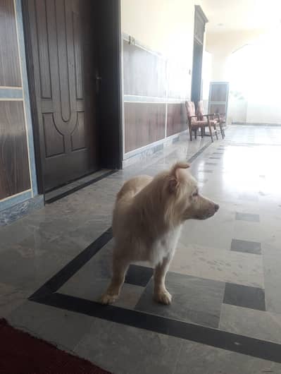 Russian dog