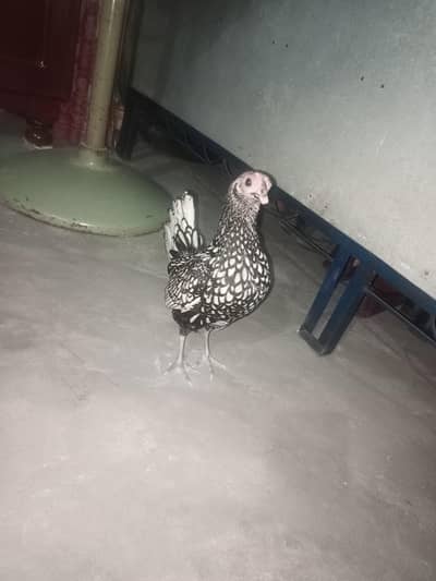 silver sebrite hens