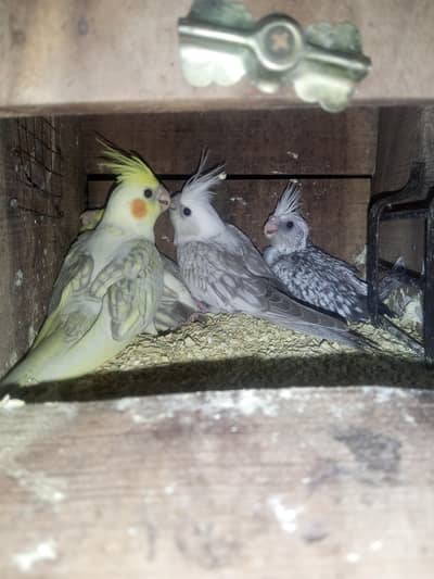 Cocktail Chicks For Handtame age 4 to 40+ day