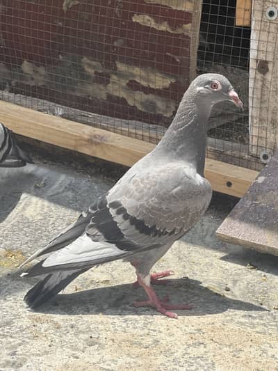 Homer pigeons for sale
