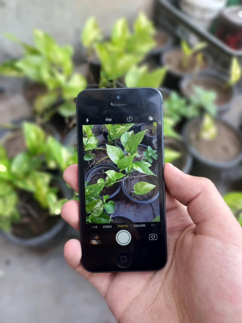 Apple iPhone 5 1