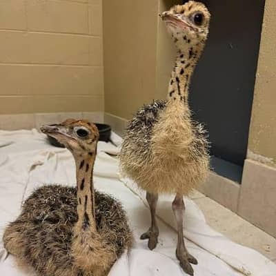 Ostrich baby