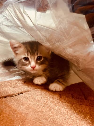 Persian  Kitten