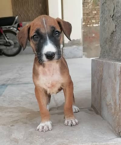 pure Bully  female  puppy available for sale