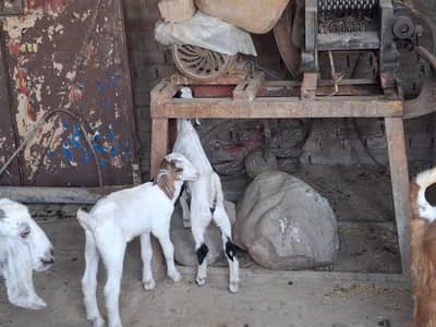 goat for sale