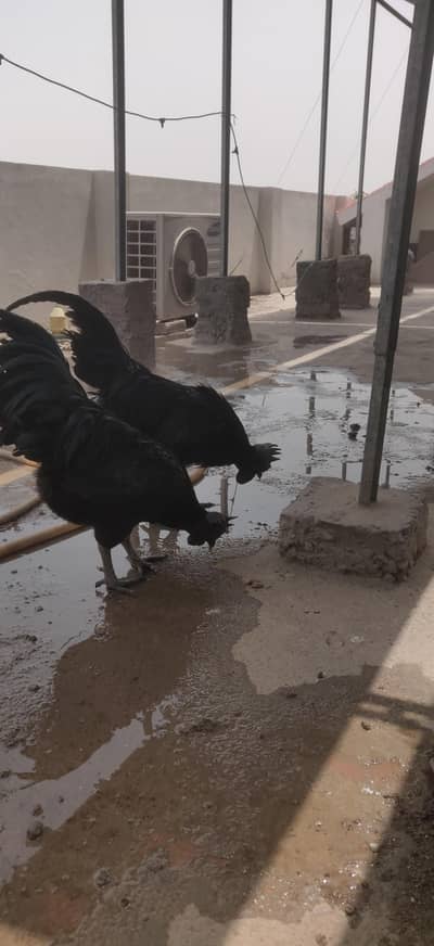 ayam cemani grey tounge full breader heavy weight male only for sale