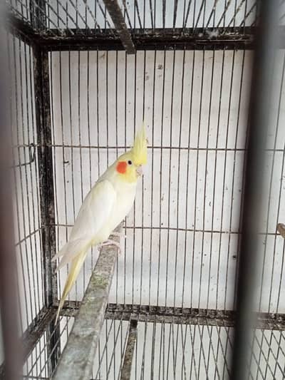 cocktail Green Parrot Breeder Pair