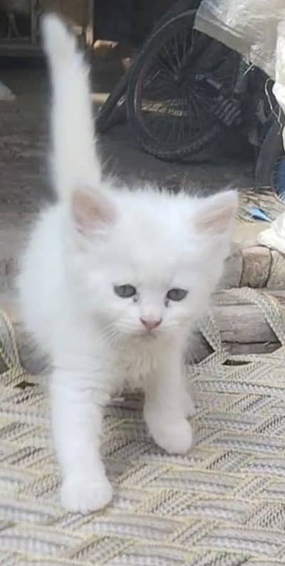 persian cats for sale