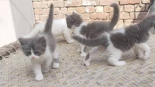 persian cats for sale