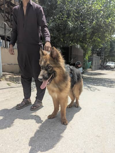 German shepherd Long Coat Non-pedigree for sale