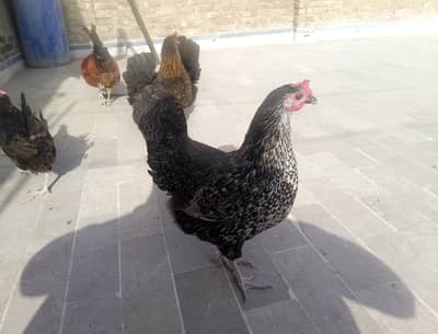 laying egg