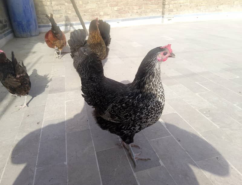 laying egg 0