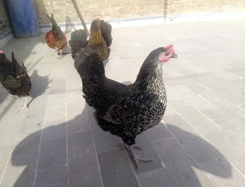 laying egg