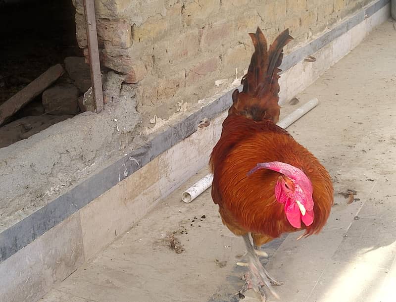 laying egg 1