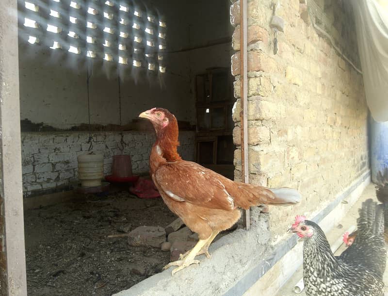 laying egg 2