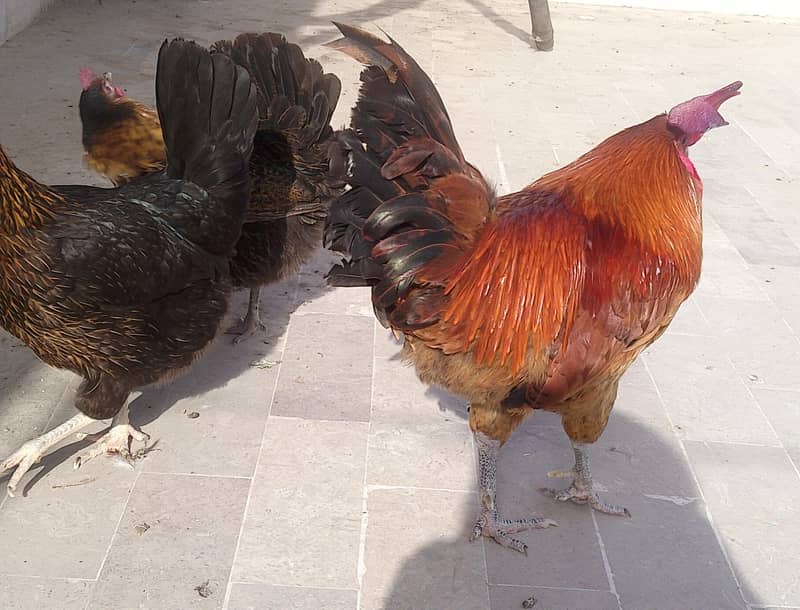 laying egg 3