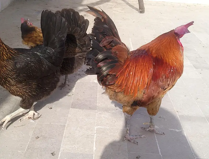 laying egg — photo 4