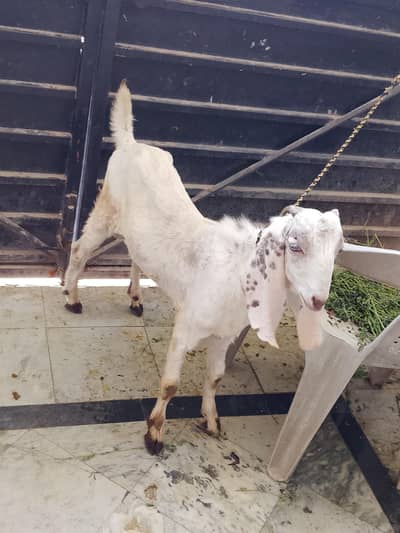 bakra  moth