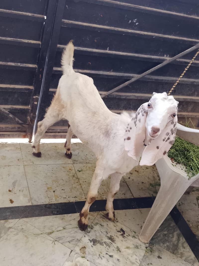 bakra  moth 1