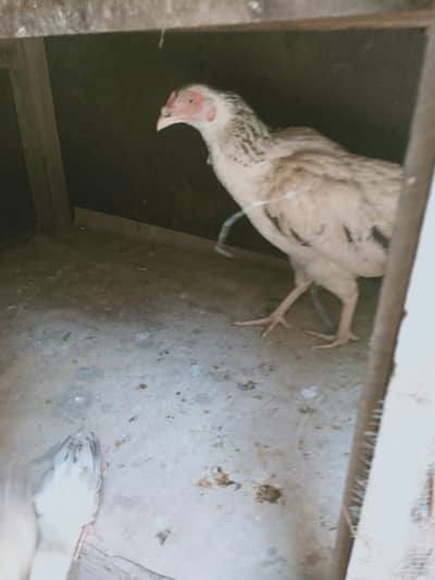 aseel murgi and 2 chicks