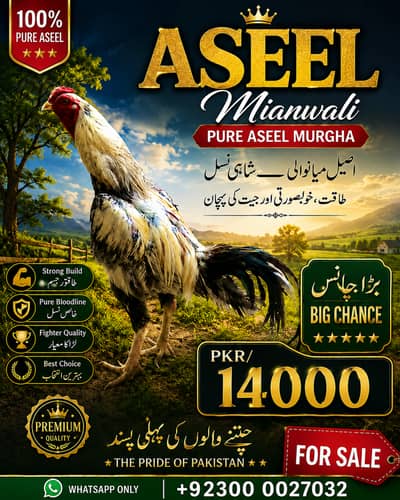 Pure Aseel mianwali male_ aseel murga |jawa aseel_03000027032