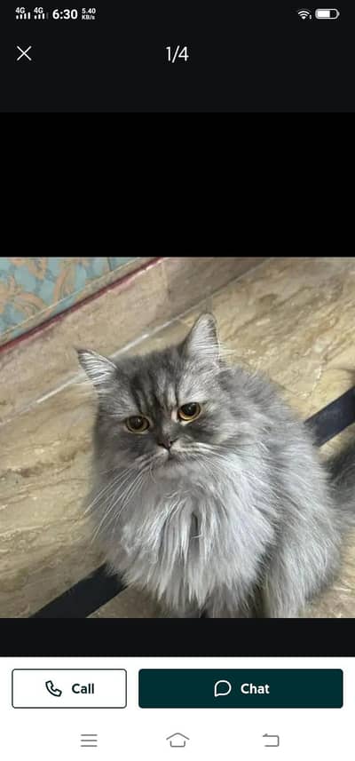 Persian cat for sale argnt