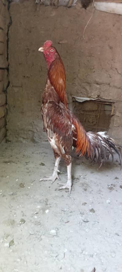 aseel WhatsApp Number 0305 1003172