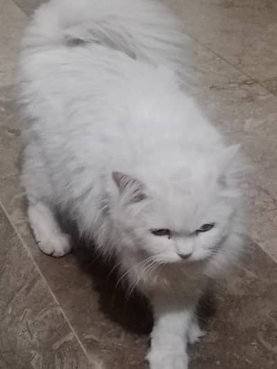 washroom trainer literal trainer triple coated white colour cat