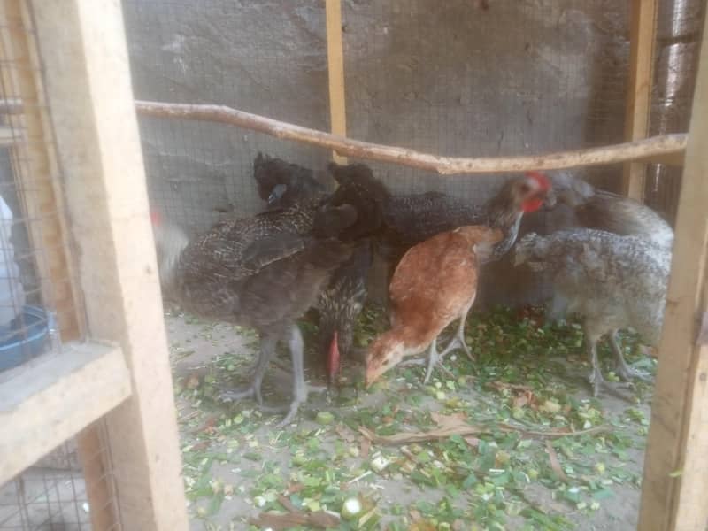 Desi Chicks 2